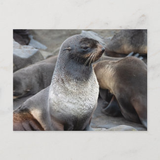 Northern Fur Seal, Alaska Postcard