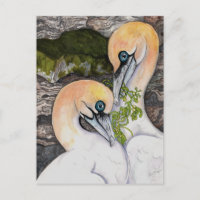Northern Gannets