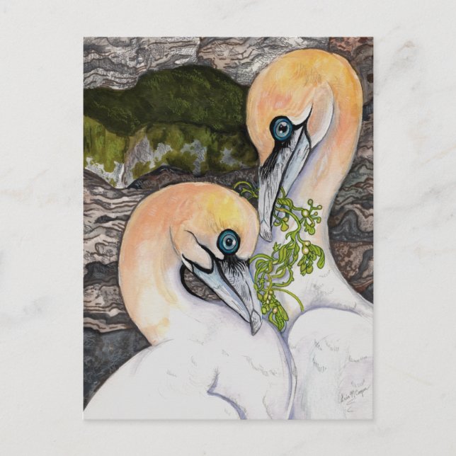 Northern Gannets Postcard (Front)