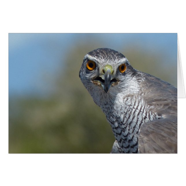 Northern Gohawk Close Up (Front Horizontal)