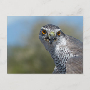 Northern Gohawk Close Up Postcard