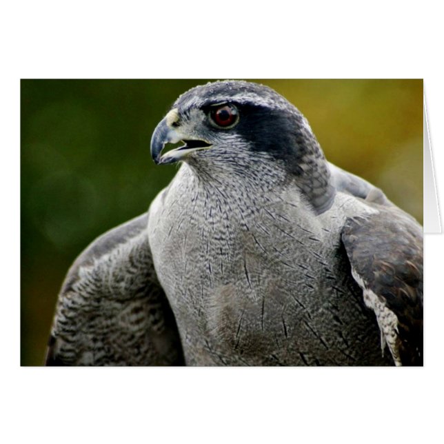 Northern Goshawk (Front Horizontal)