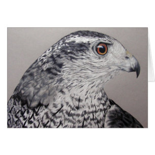 Northern Goshawk