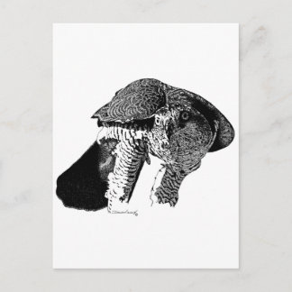 Northern Goshawk Postcard
