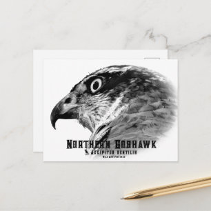 Northern Goshawk Postcard