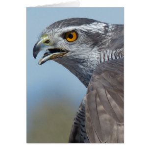 Northern Goshawk Screeching