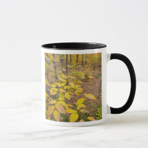 Northern hardwood forest in New Hampshire USA Mug