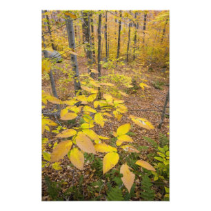 Northern hardwood forest in New Hampshire USA Photo Print