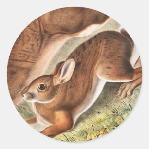 Northern Hare (Lepus Americanus) Illustration Classic Round Sticker