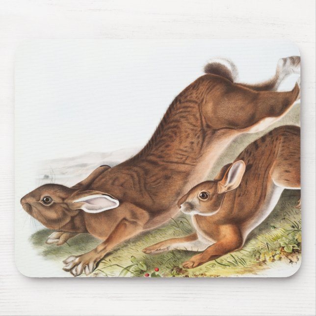 Northern Hare (Lepus Americanus) Illustration Mouse Pad (Front)