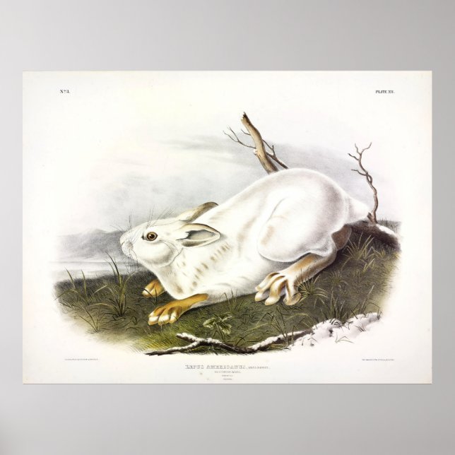 Northern Hare, winter (Snowshoe Hare) by Audubon Poster (Front)