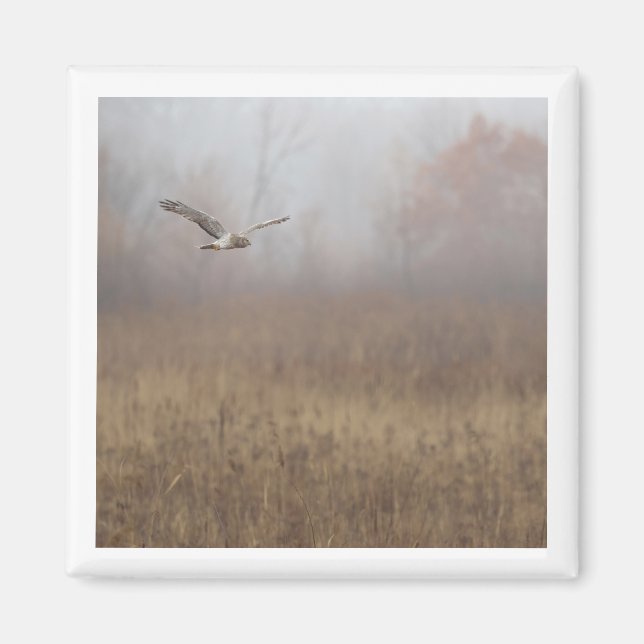 Northern Harrier 2x2 magnet (Front)