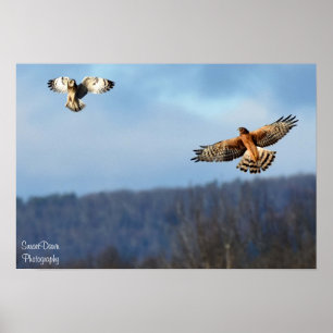 Northern Harrier and Short=Eared Owl Poster