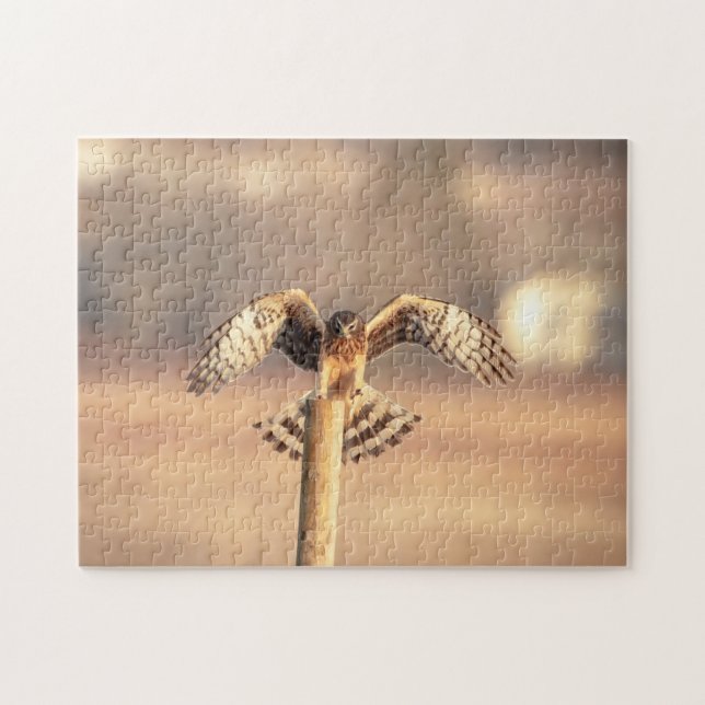 Northern Harrier at the Shawangunk Grasslands Jigsaw Puzzle (Horizontal)