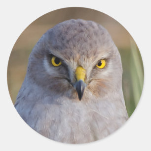Northern Harrier Classic Round Sticker