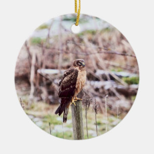 Northern Harrier Hawk on Fence Ceramic Ornament