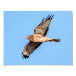 Northern Harrier in Flight Photo Print
