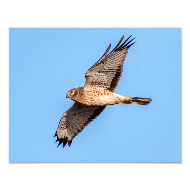 Northern Harrier in Flight Photo Print (Front)