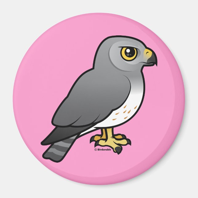 Northern Harrier male Magnet (Front)