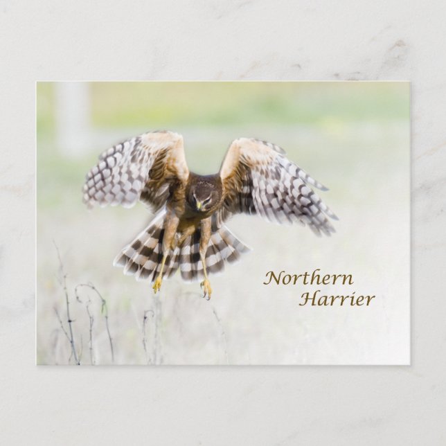 Northern Harrier Postcard (Front)