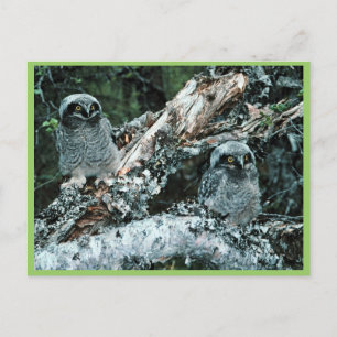 Northern Hawk Owl Chicks Postcard