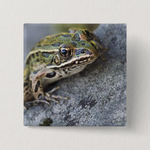 Northern Leopard frog, See-through Island, 2 Inch Square Button