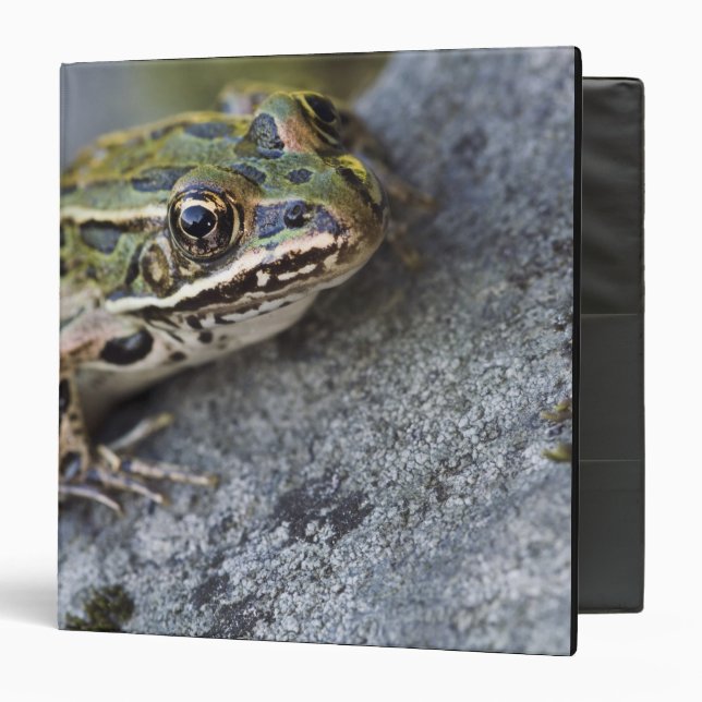 Northern Leopard frog, See-through Island, Binder (Front/Inside)