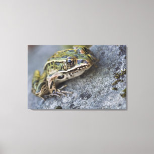 Northern Leopard frog, See-through Island, Canvas Print