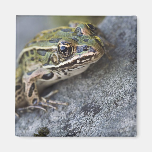 Northern Leopard frog, See-through Island, Magnet (Front)