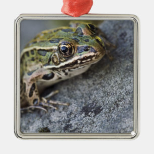 Northern Leopard frog, See-through Island, Metal Ornament
