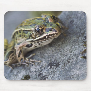 Northern Leopard frog, See-through Island, Mouse Pad