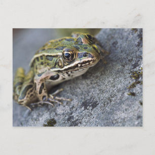 Northern Leopard frog, See-through Island, Postcard