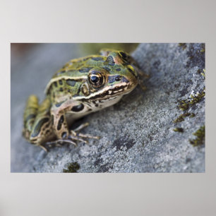Northern Leopard frog, See-through Island, Poster