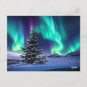 Northern Lights Christmas - Postcard