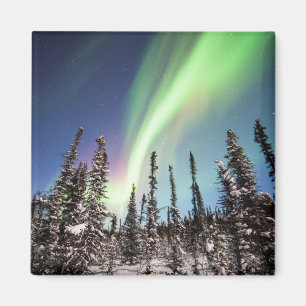 Northern Lights Denali National Park Magnet
