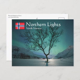 Northern Lights Tree Postcard