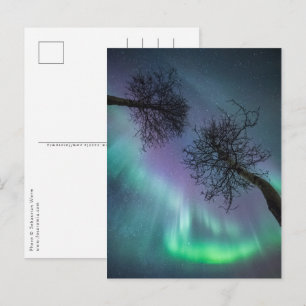 Northern Lights Trees Postcard