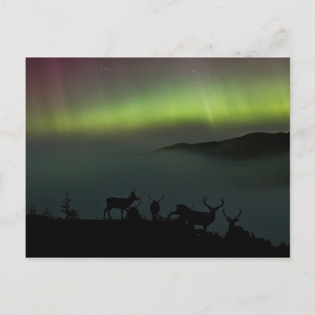 Northern Lights with Stags Postcard (Front)