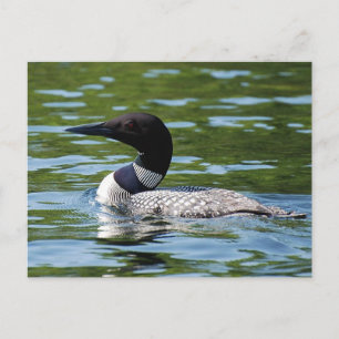 Northern Loon 2 Postcard