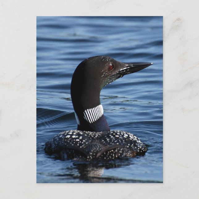 Northern Loon 3 Postcard (Front)