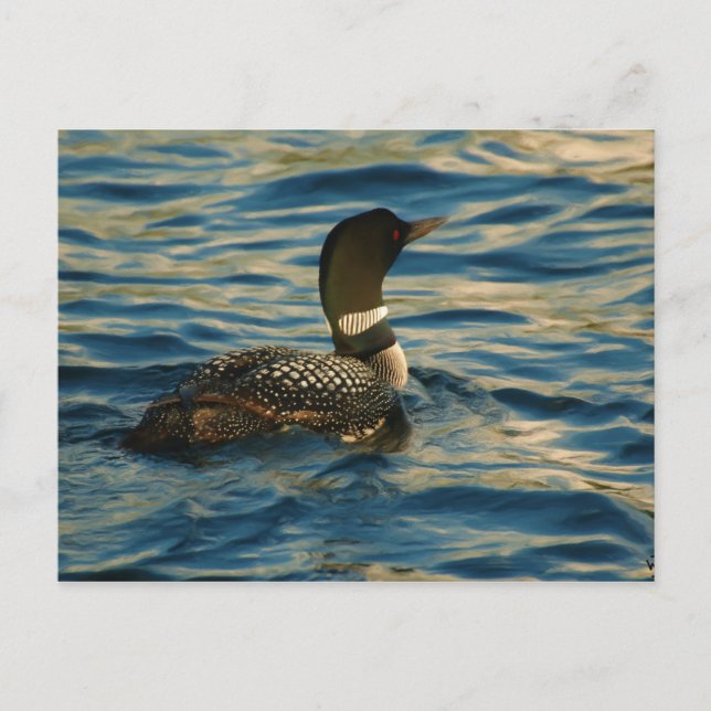Northern Loon Postcard (Front)