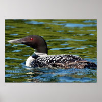 northern loon