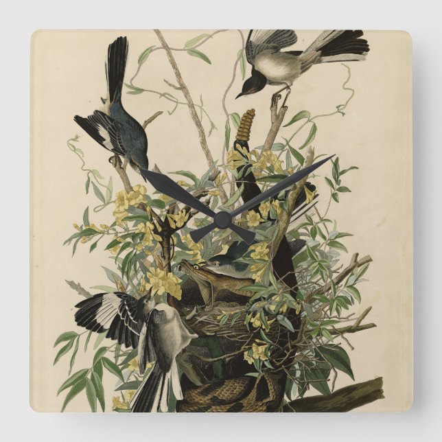 Northern Mocking Bird, Audubon's Birds of America Square Wall Clock (Front)
