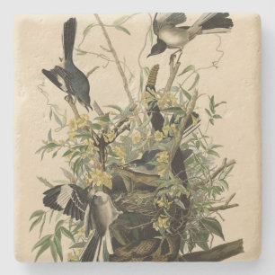 Northern Mocking Bird, Audubon's Birds of America Stone Coaster