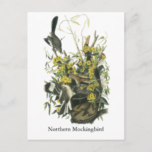 Northern Mocking Bird, John Audubon Postcard