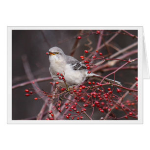 Northern Mockingbird