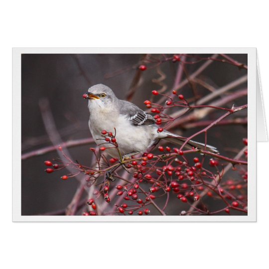 Northern Mockingbird Card