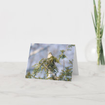 Northern Mockingbird Notecard