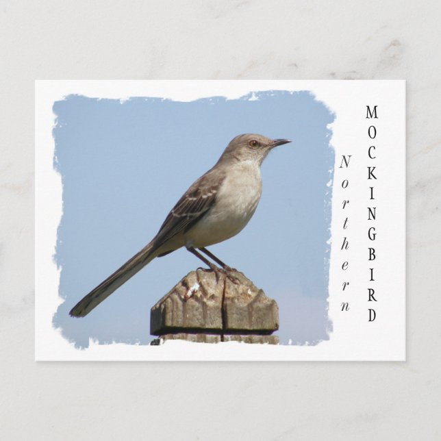 Northern Mockingbird Postcard (Front)