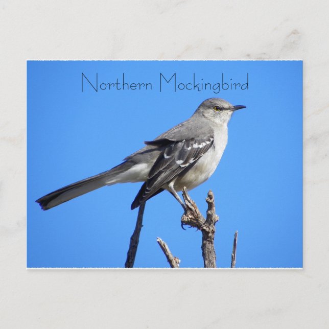 Northern Mockingbird Postcard (Front)